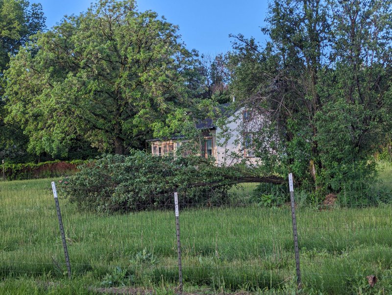 Downed Tree from Storm