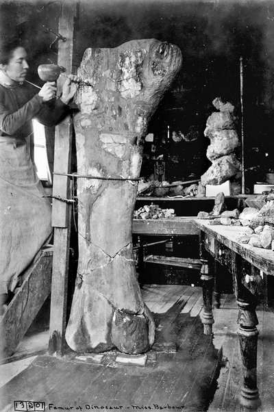 Carrie Barbour prepares the Apatosaurus femur seen today in the State Museum’s Jurassic Gallery. © Barbour Photograph Series, UNL Libraries