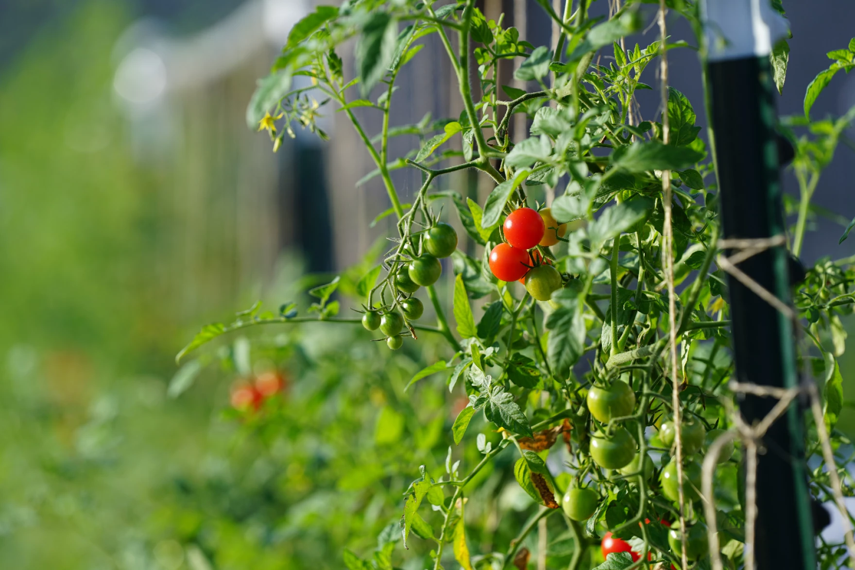 Cherry tomatoes