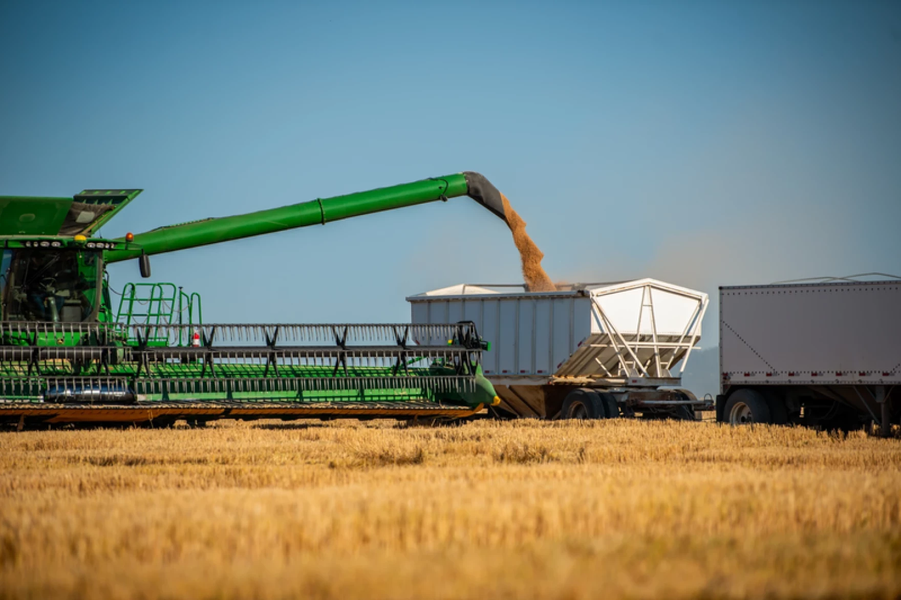 Harvest Ridge Organics harvests wheat on a field in Idaho