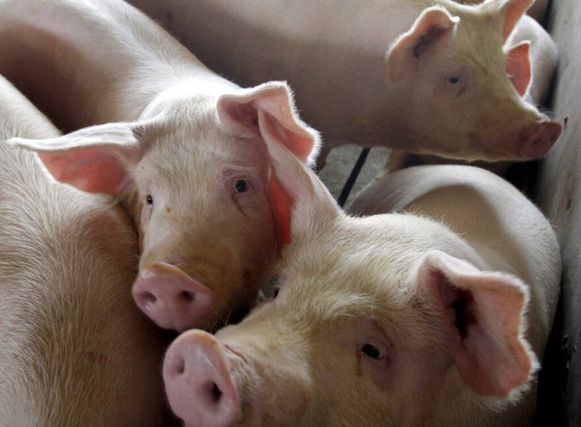 Close up picture of four hogs pressed against each other in tight quarters.