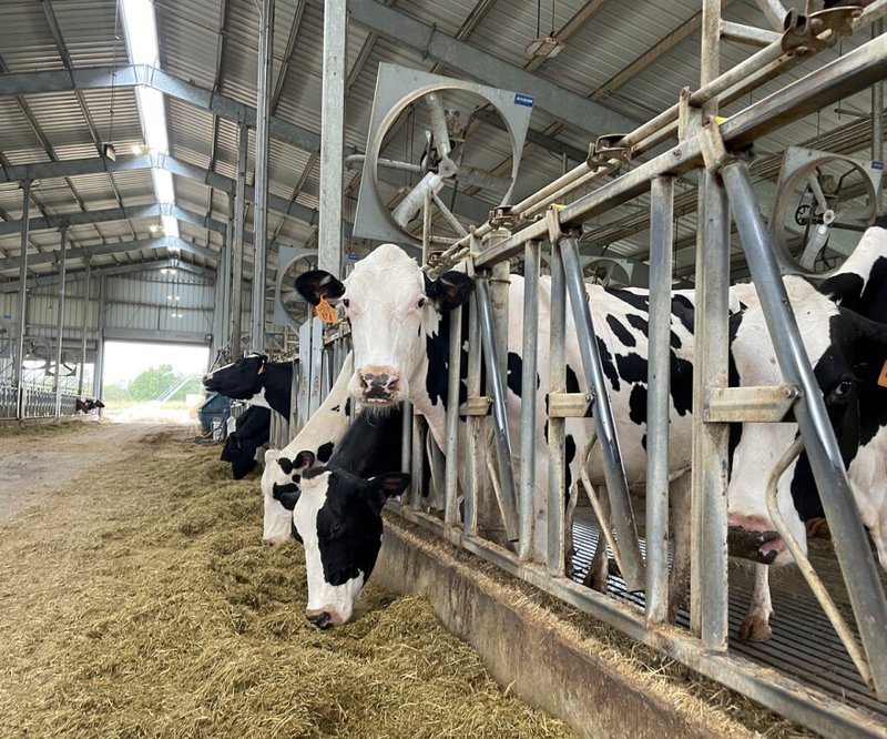 A line of cows poke their heads out through barred pens to bend down to eat food. The cows are in a large metal barn and one cow looks directly at the camera.