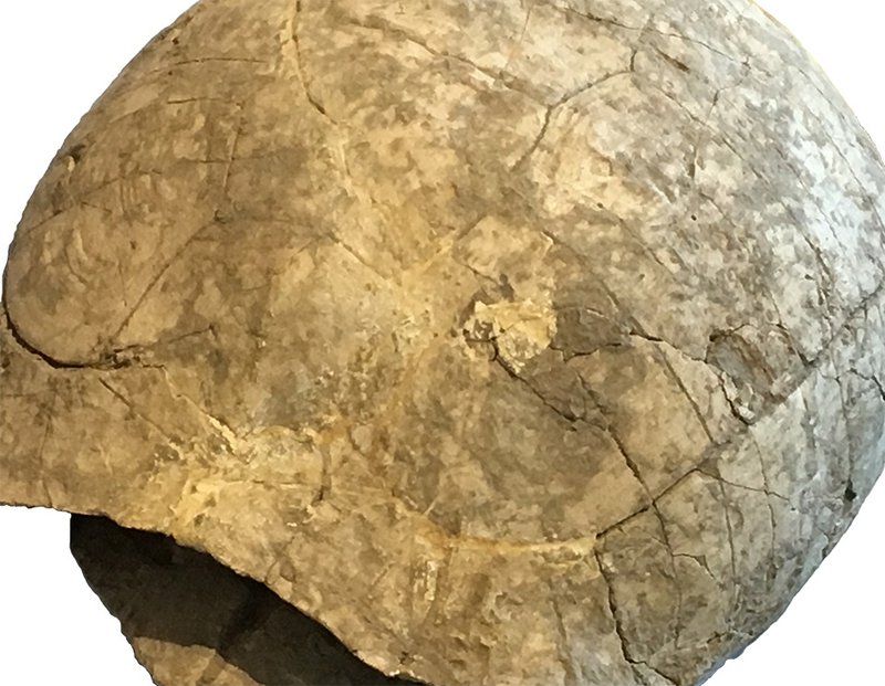 Tortoise Fossil